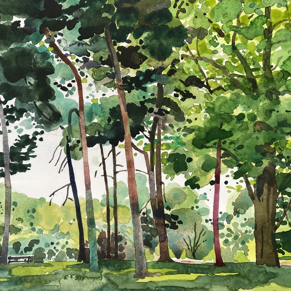 WORKSHOP: Into the Woods: Painting Trees & Forests in Watercolour